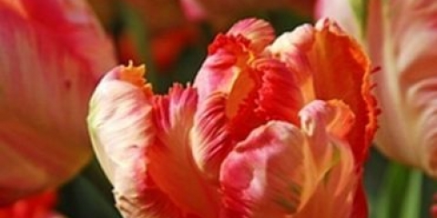 Papagajski tulipan: fotografija, opis, najbolje sorte